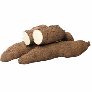 Yuca / Cassava